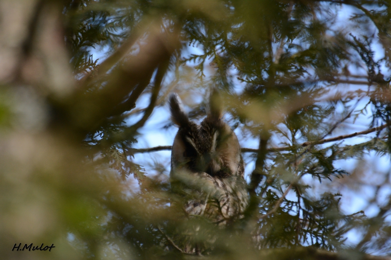 Photo Oiseaux Hibou moyen-duc (Asio otus)