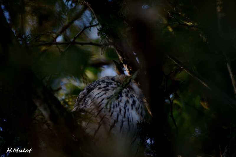 Photo Oiseaux Hibou moyen-duc (Asio otus)