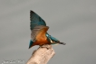 Oiseaux Martin pêcheur d\'Europe (Alcedo atthis)