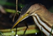 Oiseaux Blongios nain (Ixobrychus minutus)