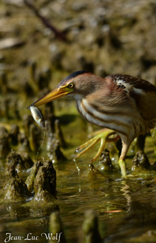 Photo Oiseaux Blongios nain (Ixobrychus minutus)