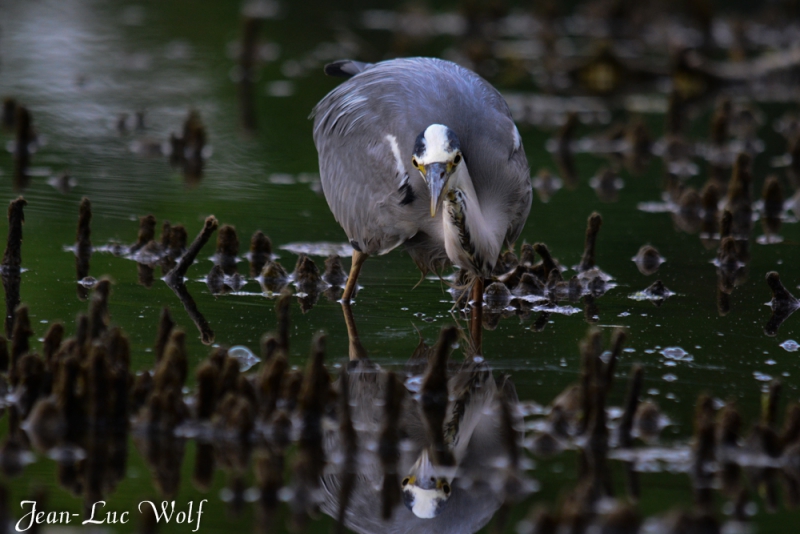 Photo Oiseaux Héron cendré
