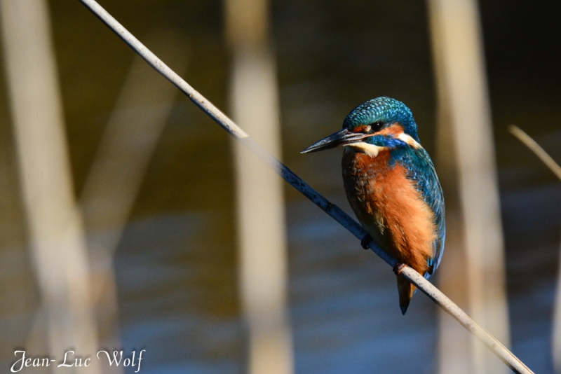 Photo Oiseaux Martin pêcheur d'Europe (Alcedo atthis)