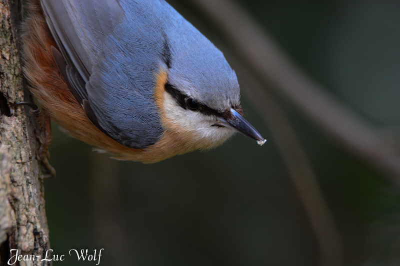 Photo Oiseaux Sittelle torchepot (Sitta europaea)