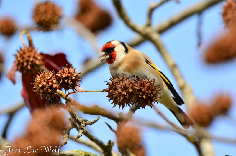 Photo Oiseaux Chardonneret élégant (Carduelis carduelis)