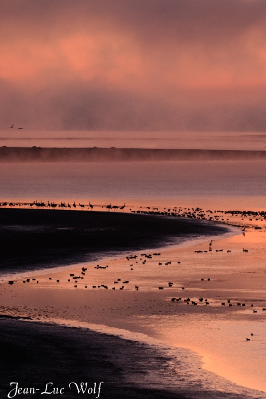 Photo Oiseaux Grue cendrée (Megalornis grus)