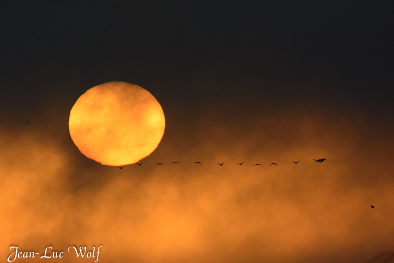 Photo Oiseaux Grue cendrée (Megalornis grus)