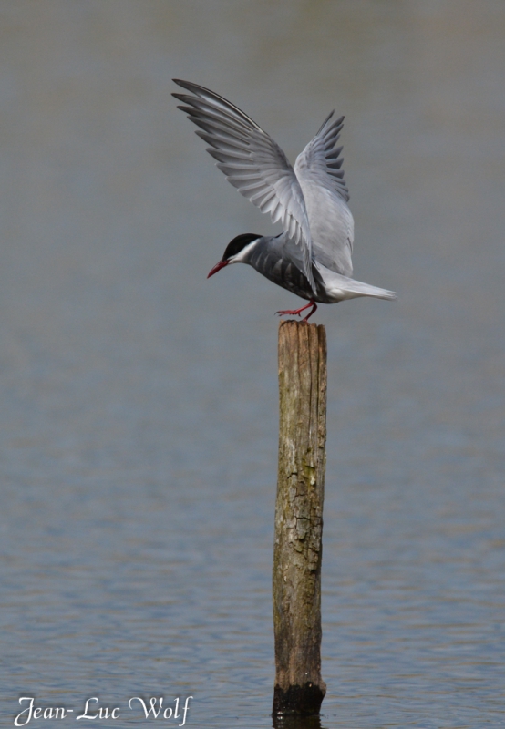Photo Oiseaux Guifette moustac