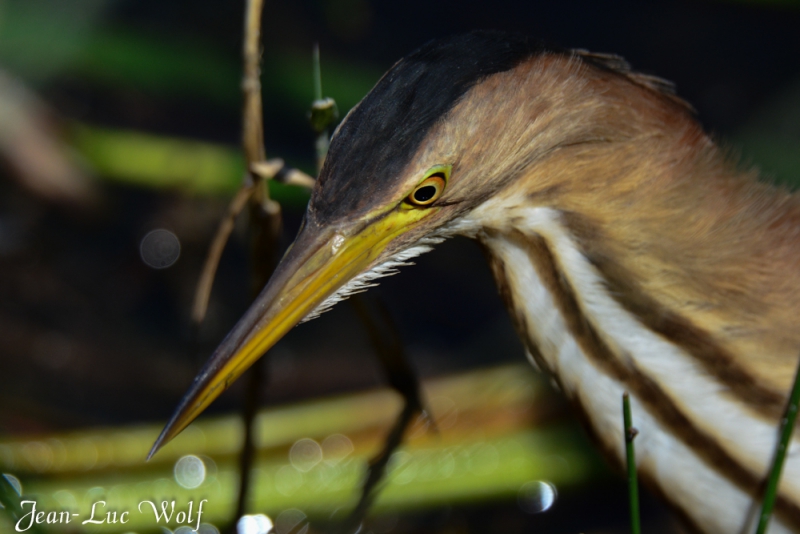 Photo Oiseaux Blongios nain (Ixobrychus minutus)