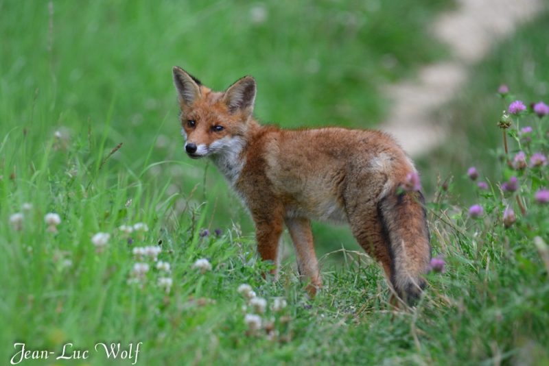 Photo Mammifères Renard Roux Vulpes Vulpes