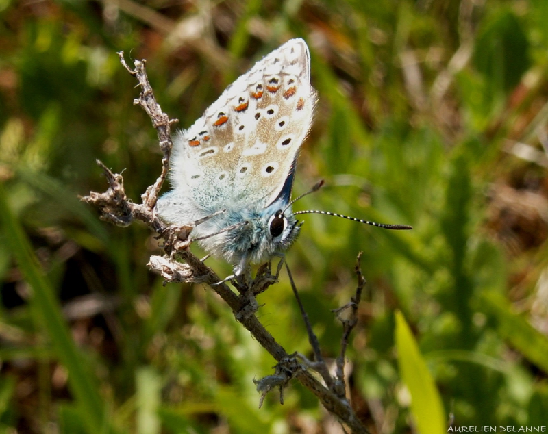 AZURE.jpg papillon azuré