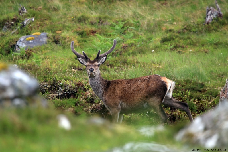ECOSSE_613_2.jpg Cerf