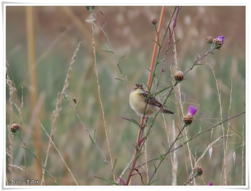Oiseaux Ciste île des joncs