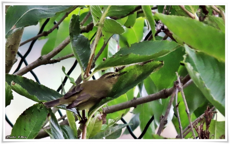 Oiseaux