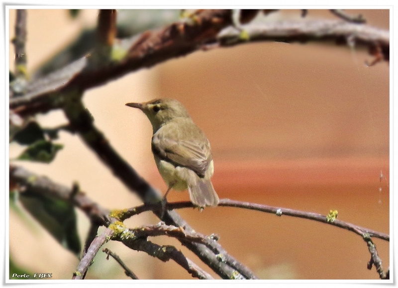 Oiseaux