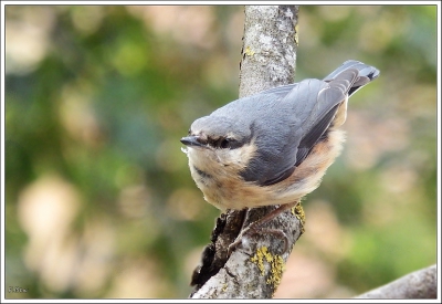 Oiseaux Sitelle torchepot