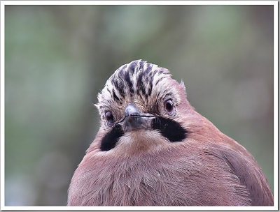 Oiseaux Geai des chênes