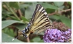 Insectes Flambé (Iphiclides podalirius)