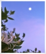 Flore