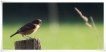 Oiseaux Tarier pâtre (Saxicola rubicola)