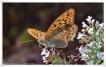 Insectes Tabac d\'Espagne (Argynnis paphia)