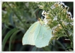 Insectes Citron (Gonepteryx rhamni)