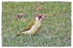 Oiseaux Pic vert