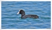 Oiseaux Foulque macroule (Fulica atra)