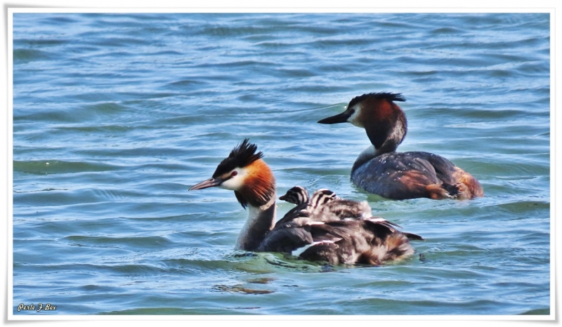 Photo Oiseaux Grèbe huppé et ses petits