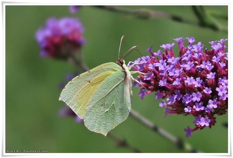 Photo Insectes Papillon Le Citron