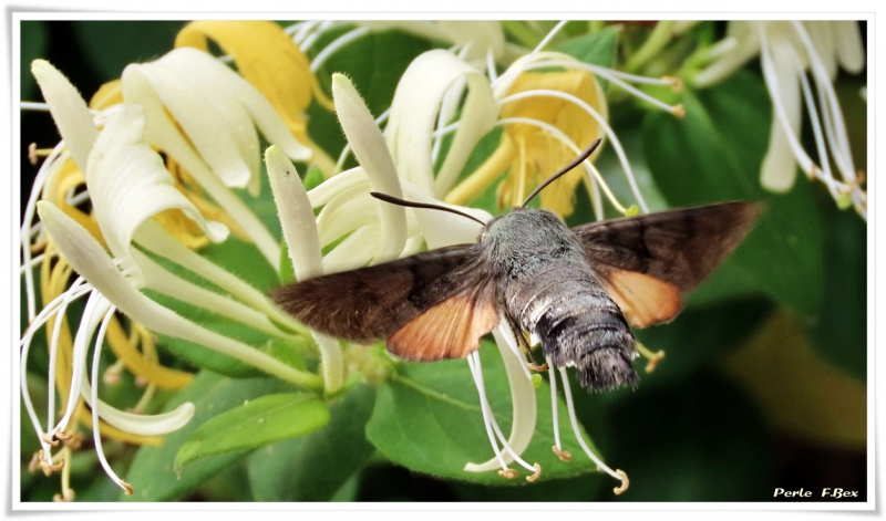 Photo Insectes Moro-sphinx (Macroglossum stellatarum)