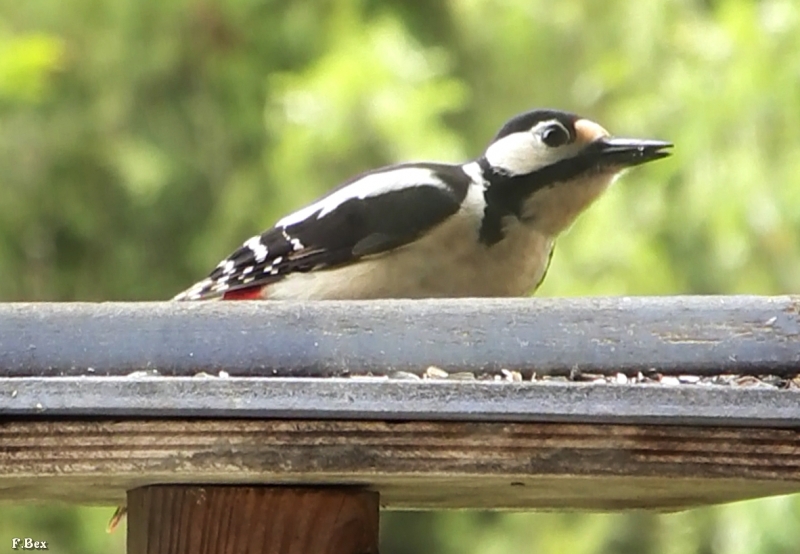 Photo Oiseaux Pic épeiche (Dendrocopos major)