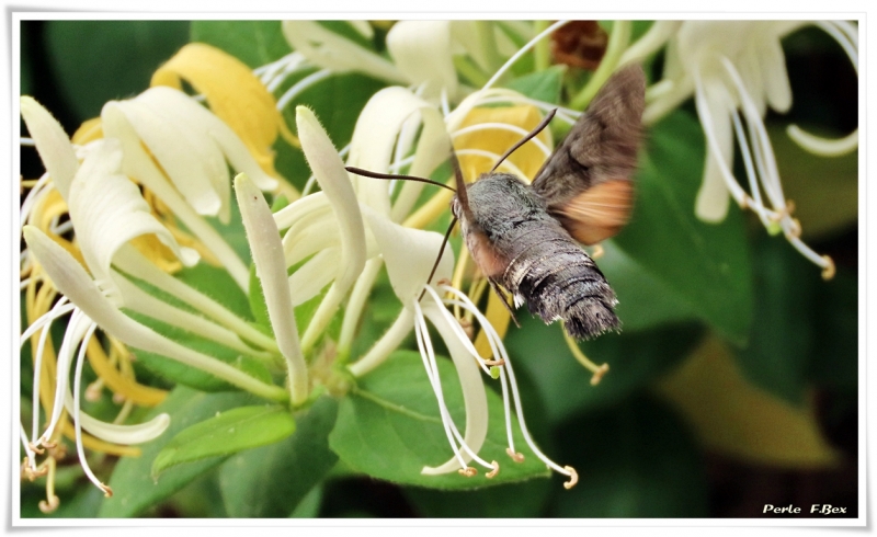 Photo Insectes Moro-sphinx (Macroglossum stellatarum)