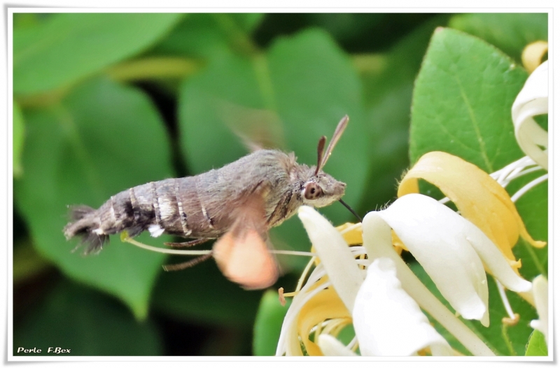 Photo Insectes Moro-sphinx (Macroglossum stellatarum)