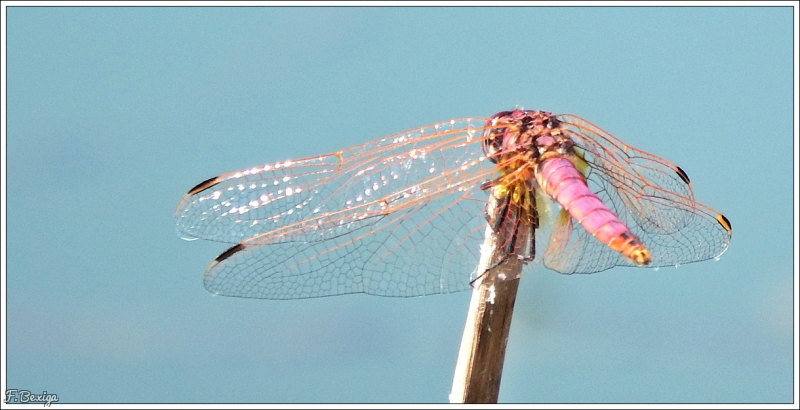 Photo Insectes