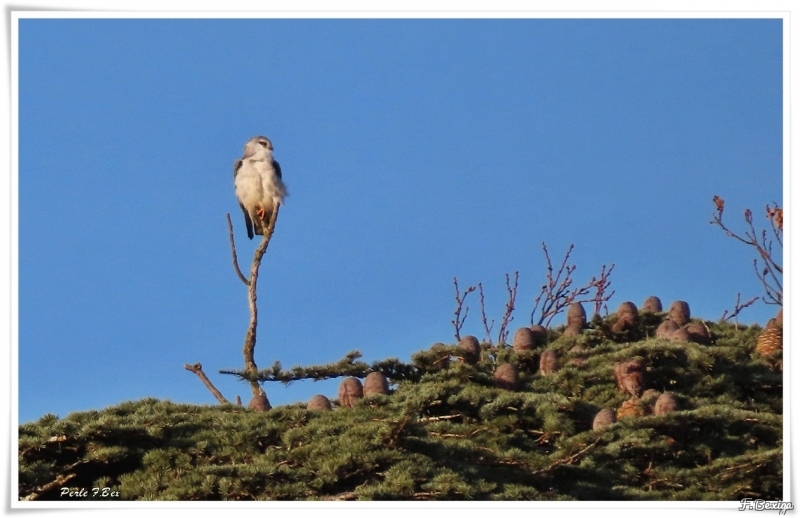 Photo Oiseaux Elanion blanc (Elanus caeruleus)