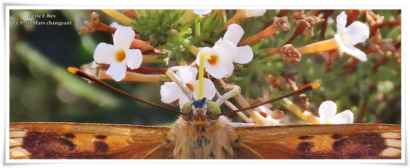 Photo Insectes Petit Mars changeant (Apatura ilia)