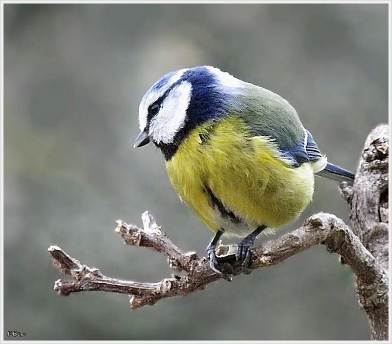 Photo Oiseaux