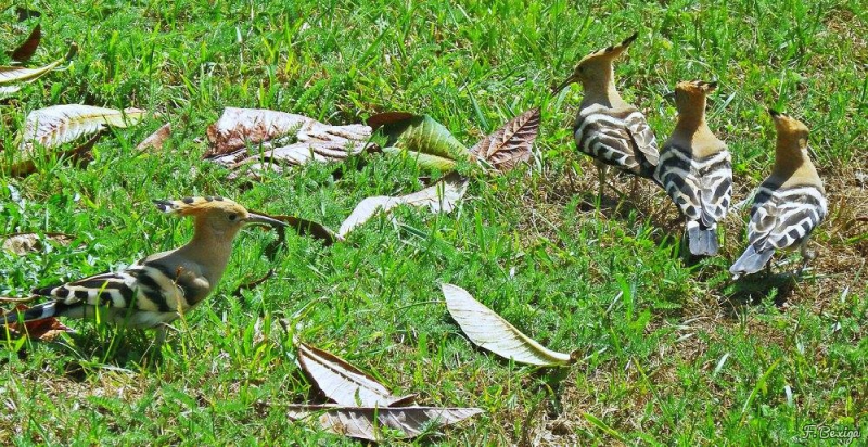 Photo Oiseaux Huppe fasciée (Hpupa epops)