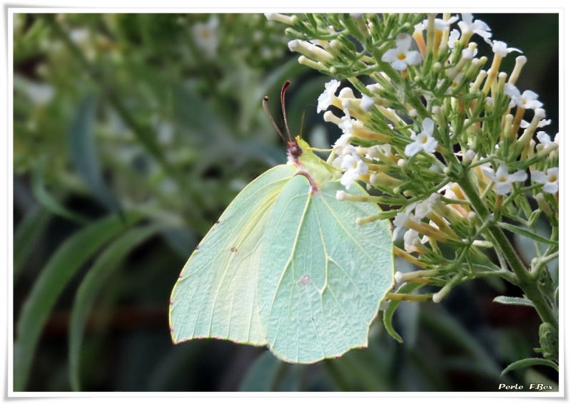 Photo Insectes Citron (Gonepteryx rhamni)