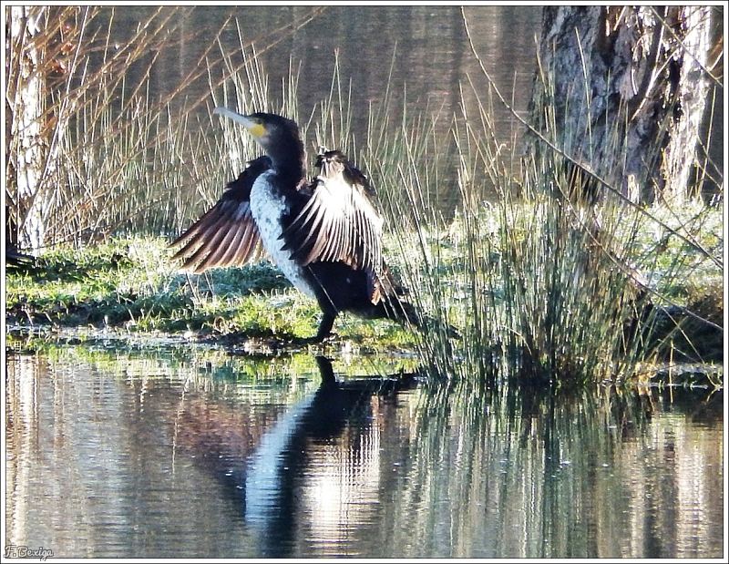 Photo Oiseaux cormoran