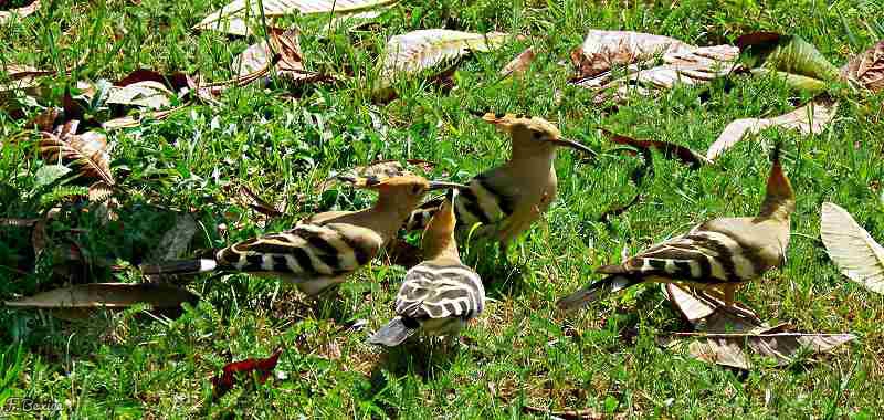 Photo Oiseaux Huppe fasciée (Upupa epops)