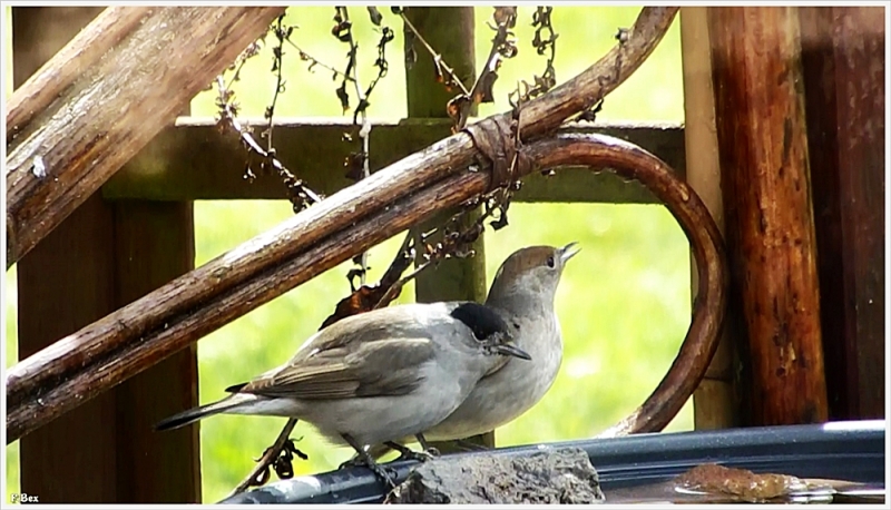 Photo Oiseaux fauvette a tête noire ( mâle )