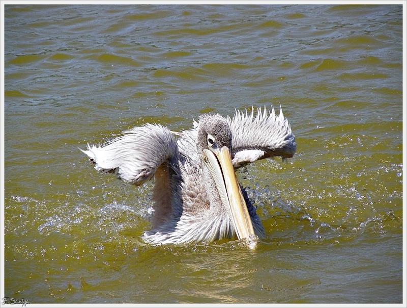 Photo Oiseaux