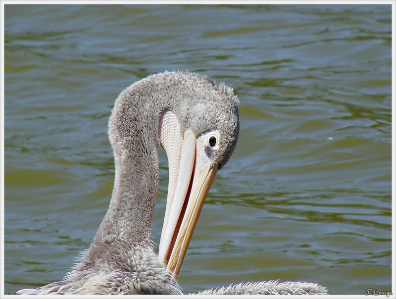 Photo Oiseaux