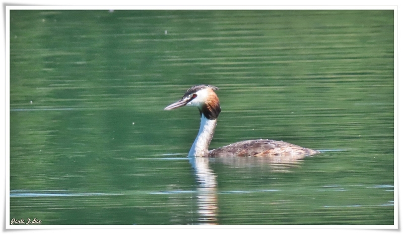 Photo Oiseaux Grèbe huppé