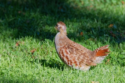 Identification Oiseaux