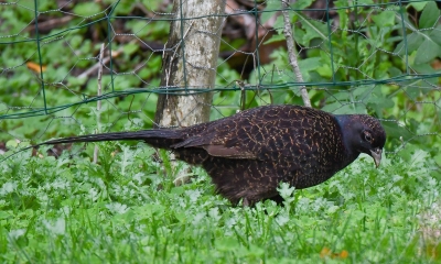 Identification Oiseaux