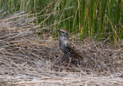 Identification Oiseaux