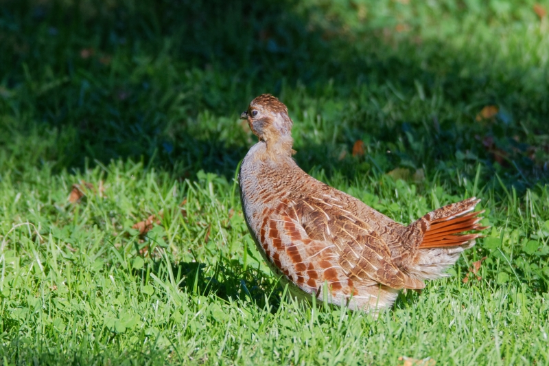 Oiseaux
